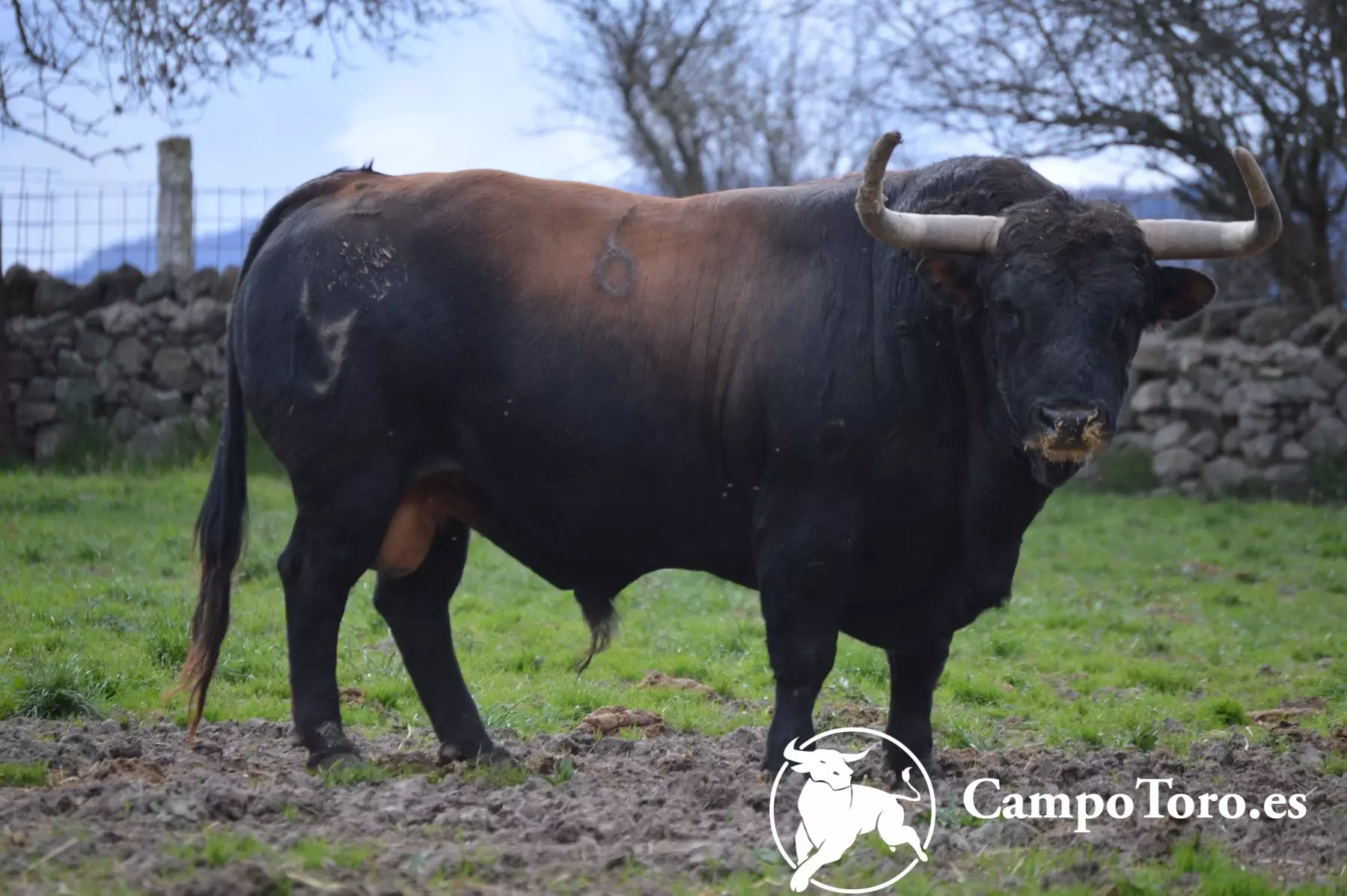 Brave bull ranch in Madrid