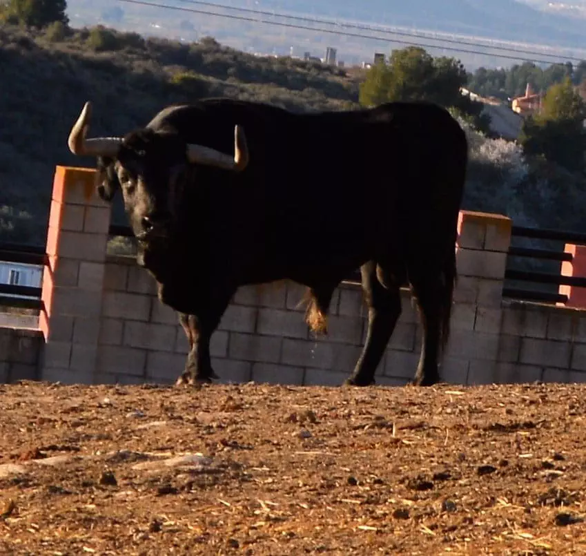Tour to watch bullfighting bulls