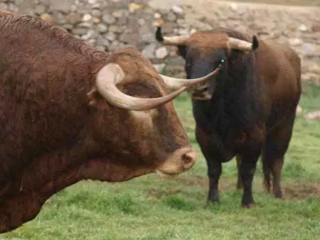 Watch bull Madrid