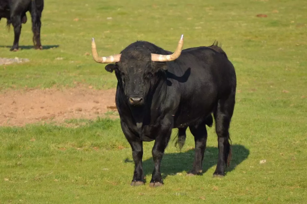 Visit a bullfight bull Ranch in Madrid