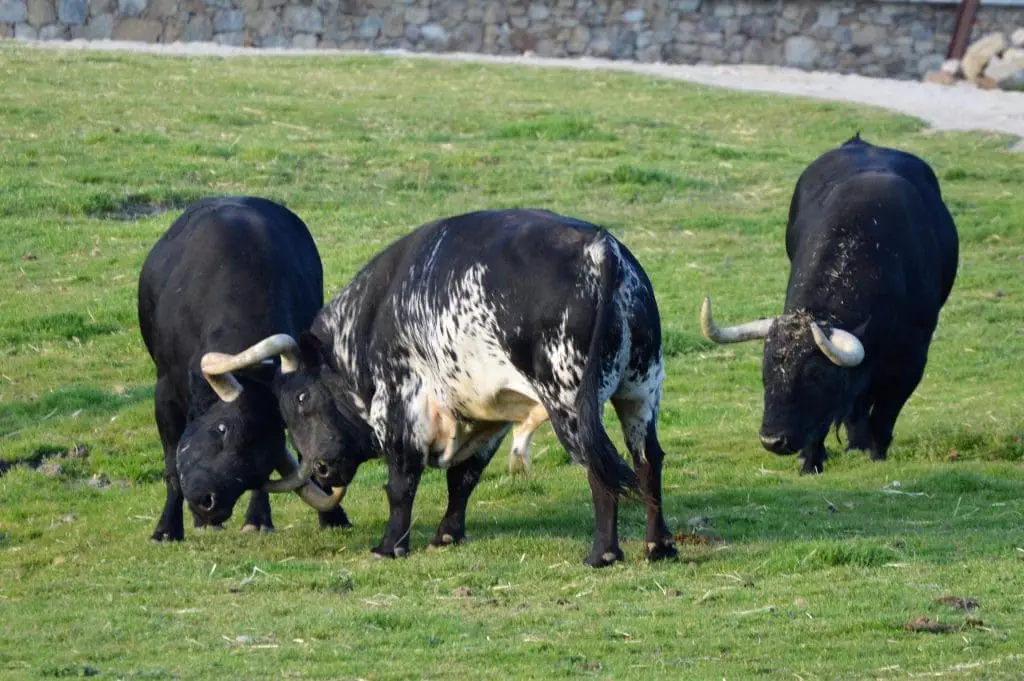 bullfighting bull madrid