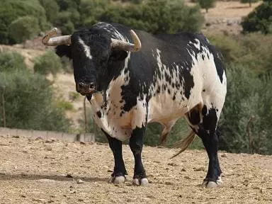 visit a brave bull ranch