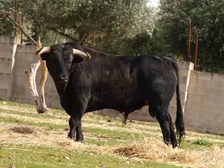 bull ranch Madrid