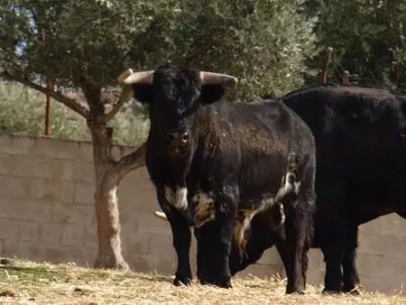 visit brave bull ranch