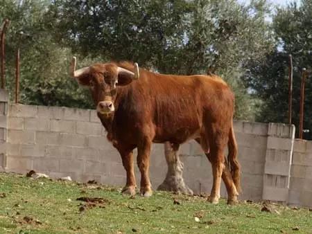 bull ranch Tour Madrid