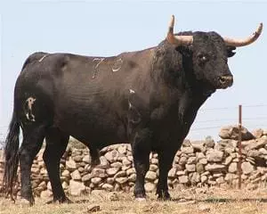 visit bull ranch Madrid