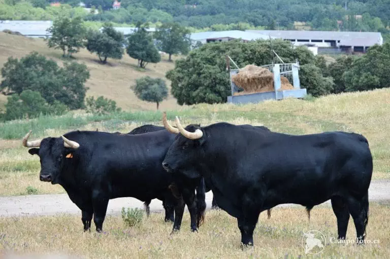 Tour bull Madrid