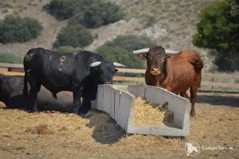 Visita una ganadería brava en Madrid