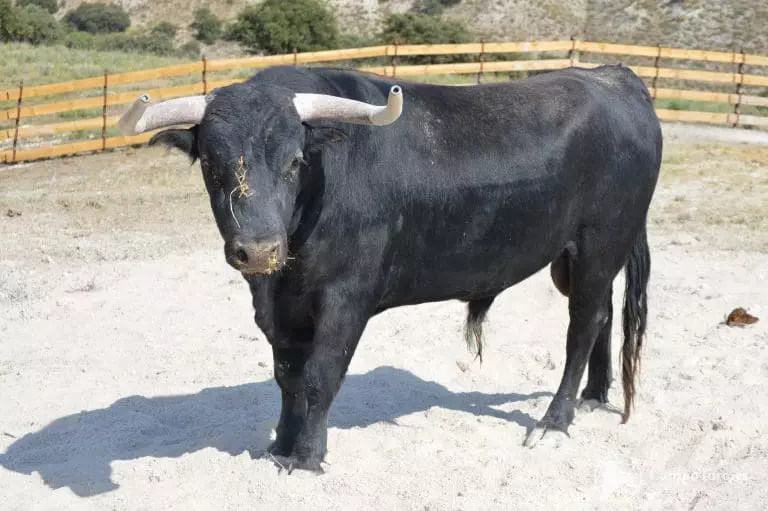 Visita una ganadería brava en Madrid