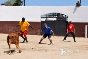 bull run Madrid