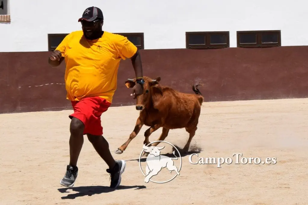 bullfight Madrid experience