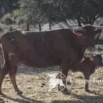 Madrid bull breeding
