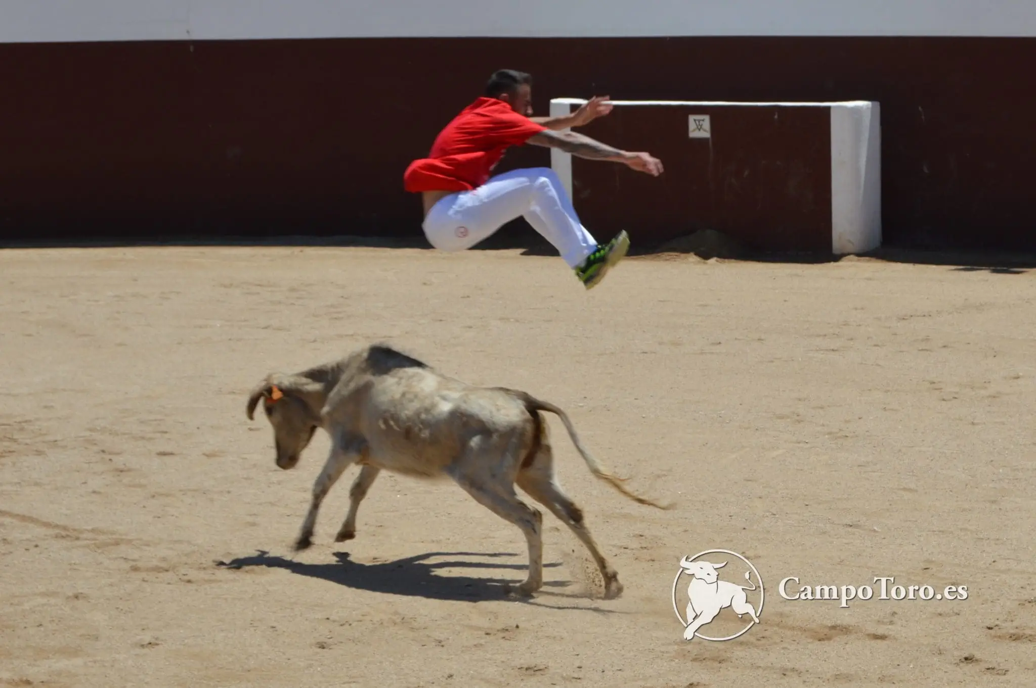 Bull Leaping Madrid