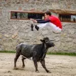 Bull leaping Madrid