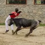 Madrid Bull Leaping