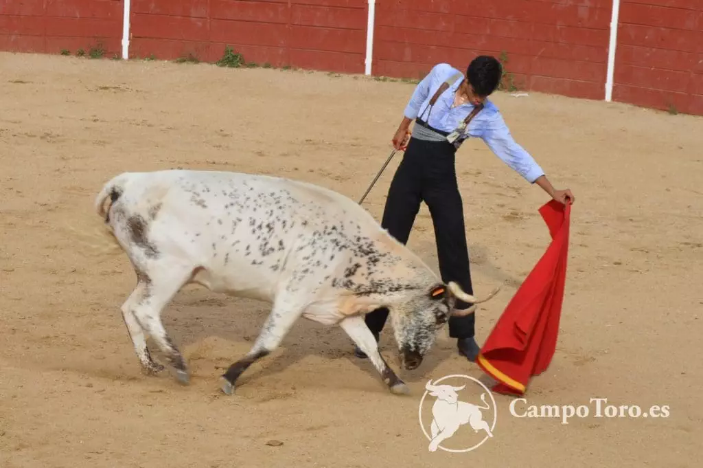 Bullfighting Experience Madrid