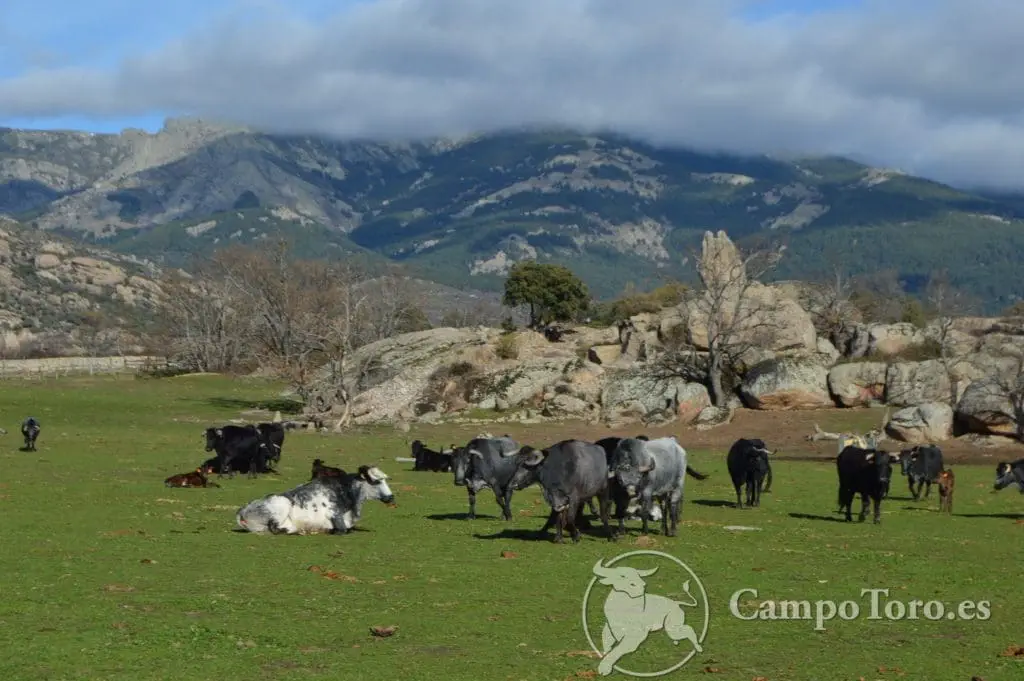 Madrid Toros