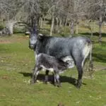 Brave bull ranch Madrid
