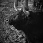 Bullfight ecologic