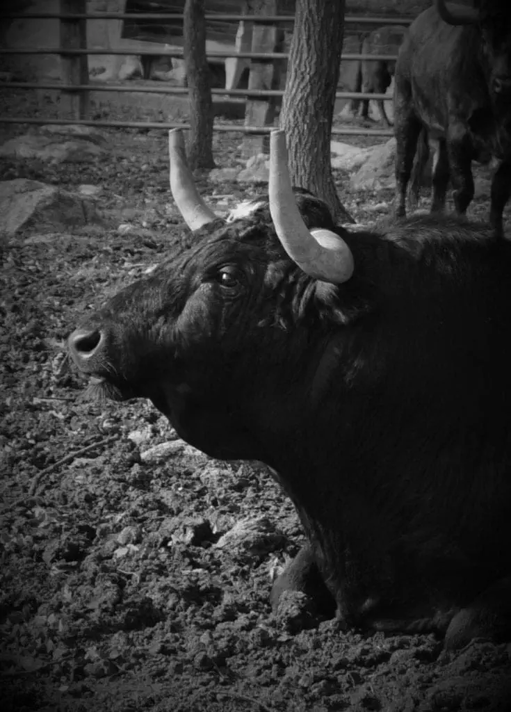 Bullfight ecologic