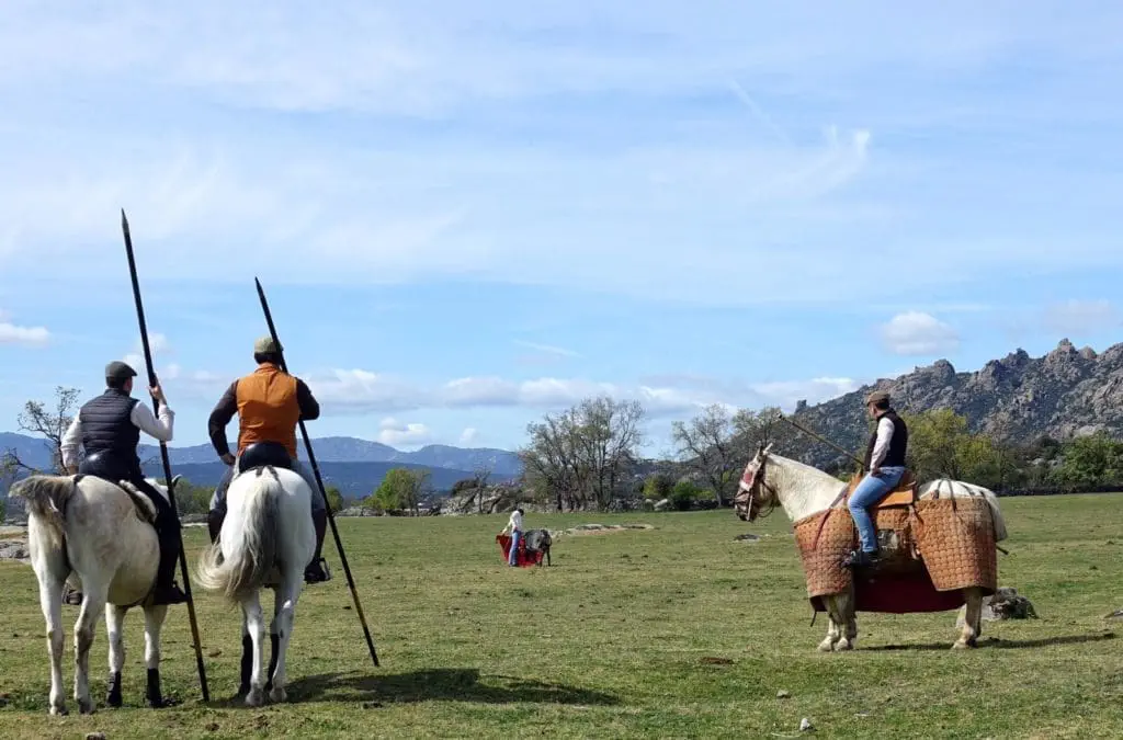 Vacas para aficionados