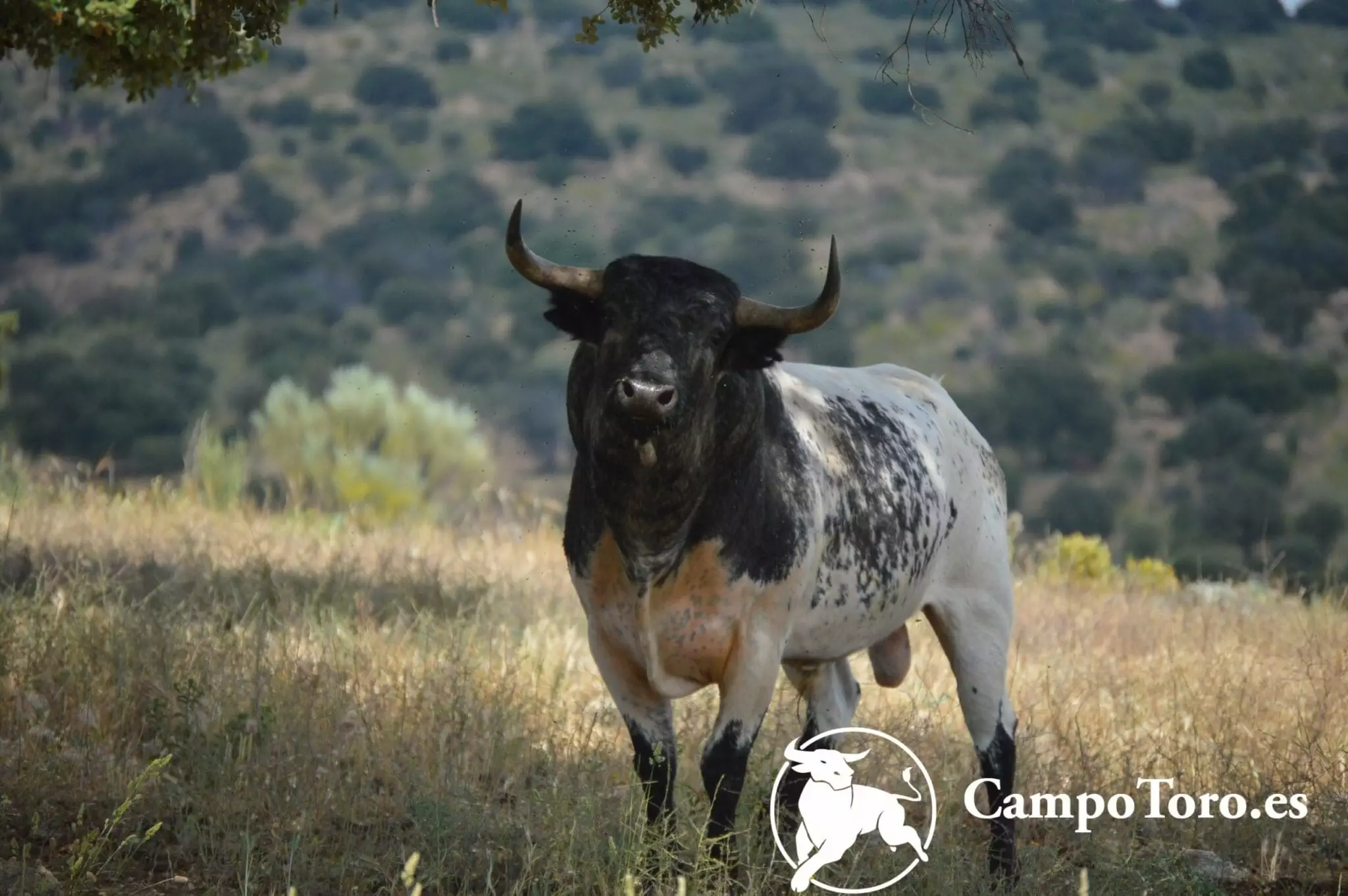 Precio de visitar ganaderías de toros bravos en Madrid