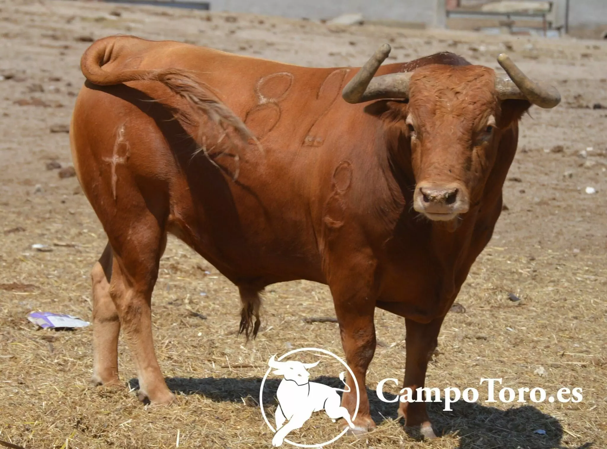Fighting bull ranch Madrid