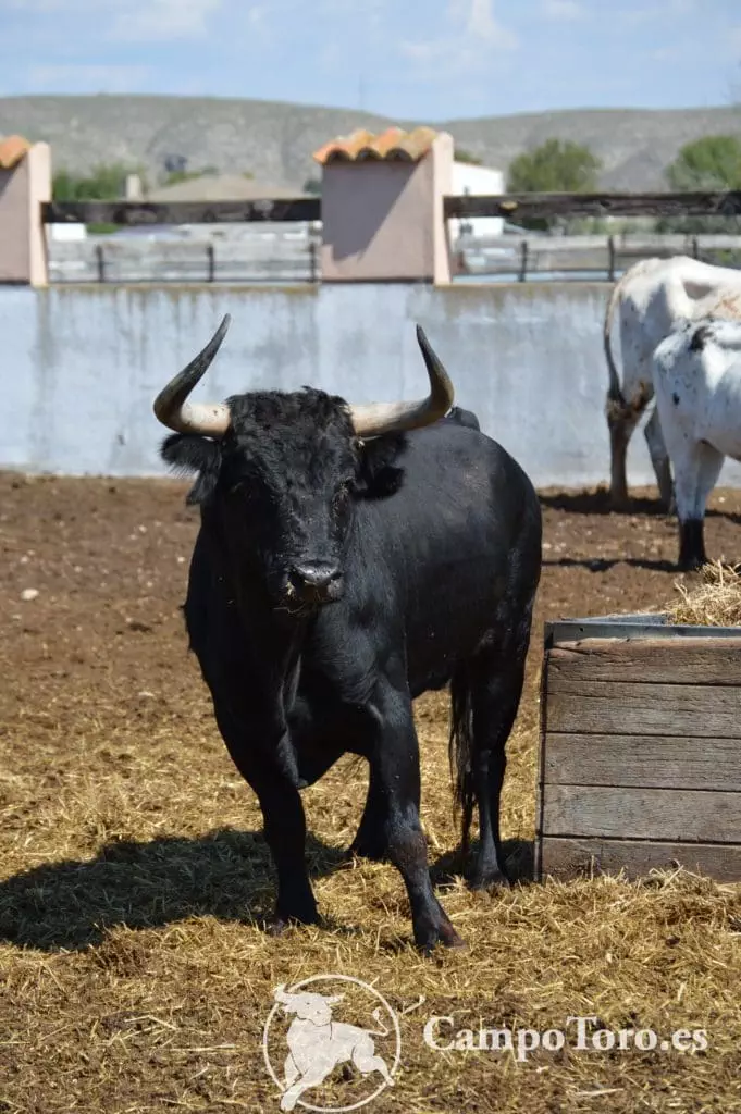 Fighting bull ranch tour