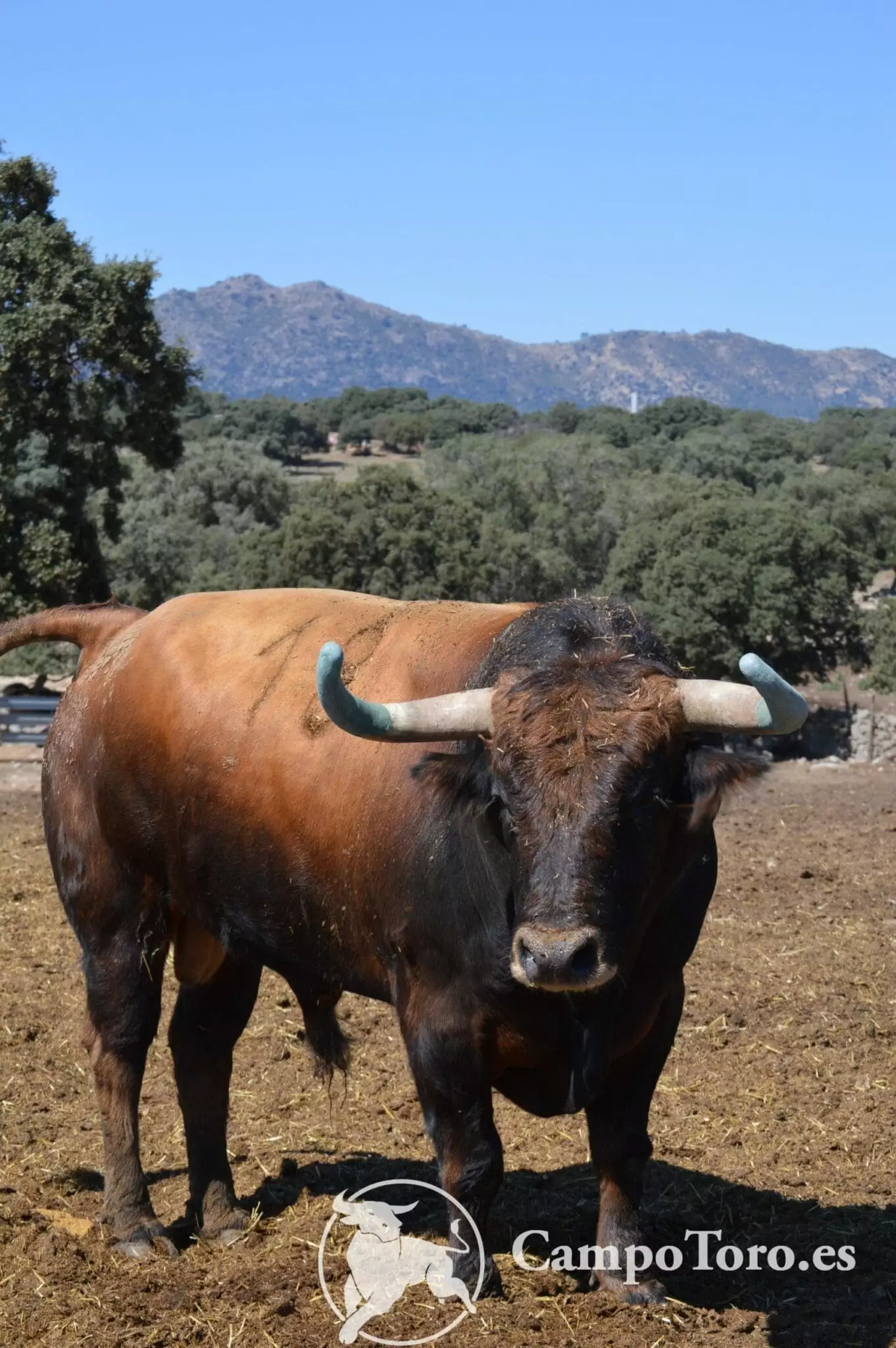 Perdoned bull Spain