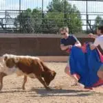 Play with bulls
