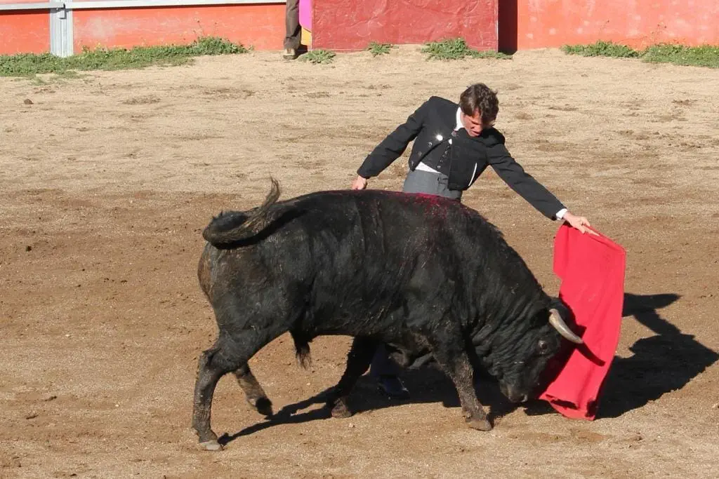 Toro experiencias Madrid