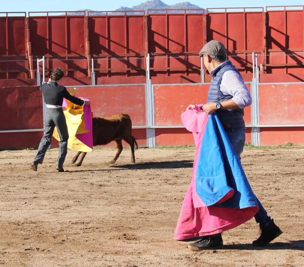Bull running Madrid
