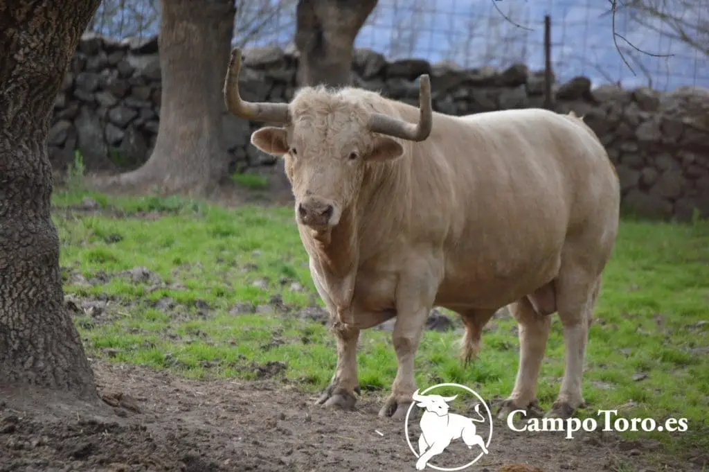 Visita toros bravos