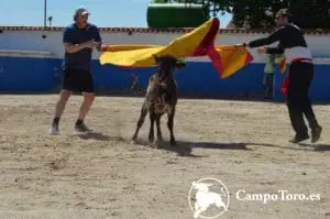 Baby bull running Madrid