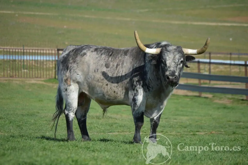 Toro berrendo campo Madrid DSC_0873