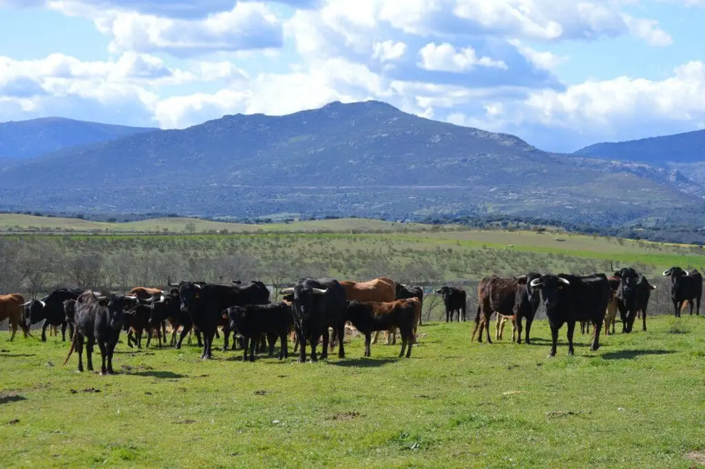 Bullfight Farm Tour