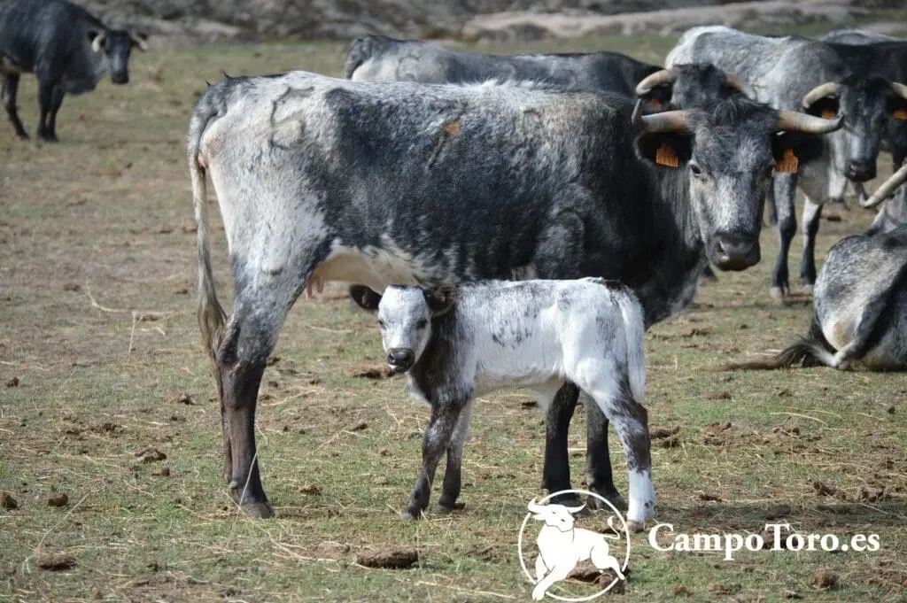 Precio visita ganaderia toros bravos Madrid