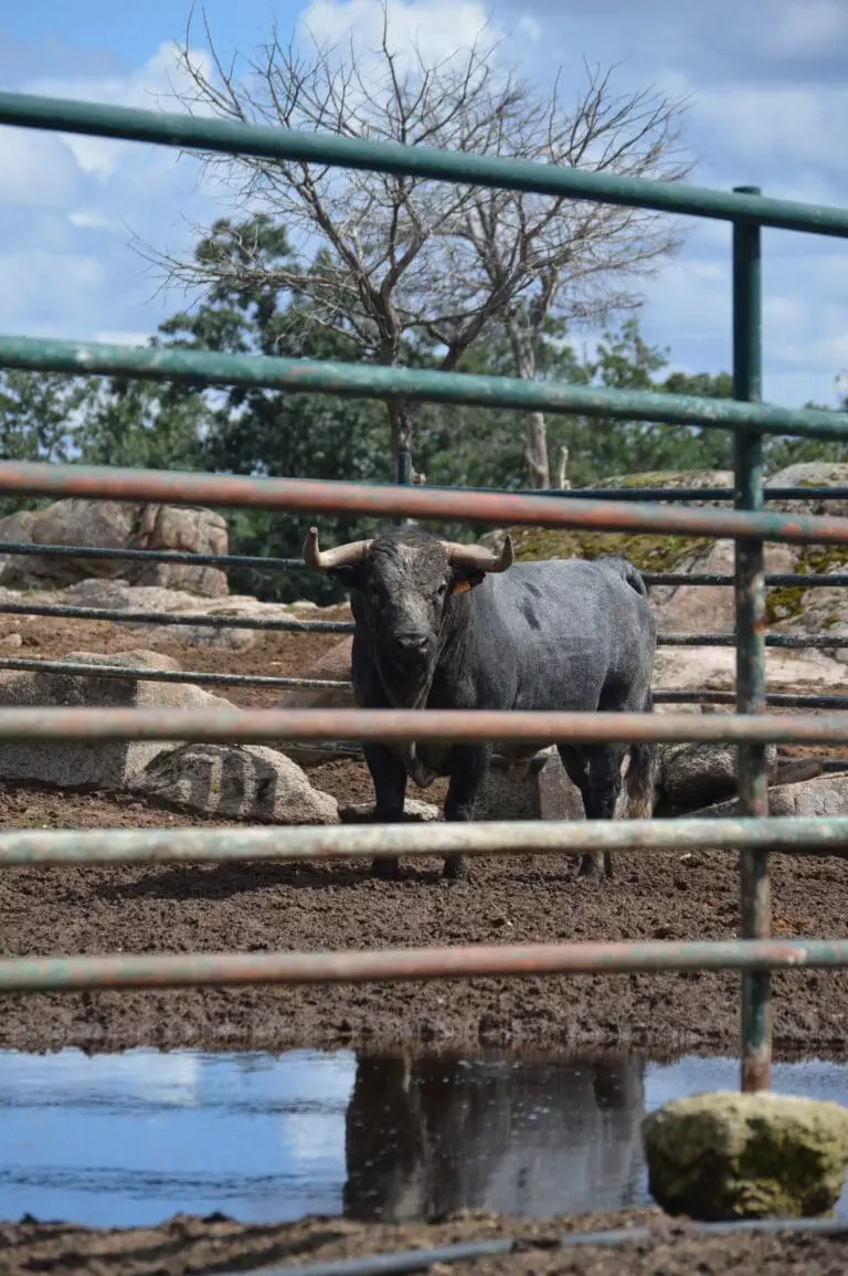 Bull Farm Tour Madrid