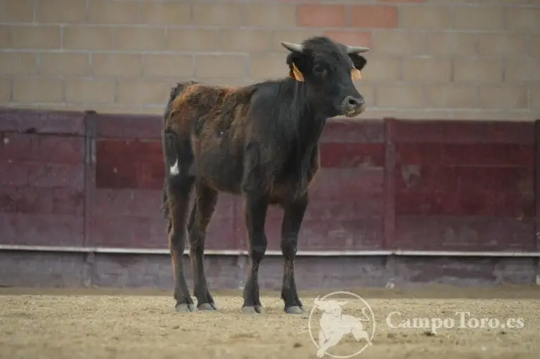 bullfight for beginners