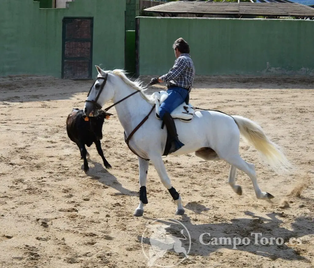 Bullfight farm Madrid