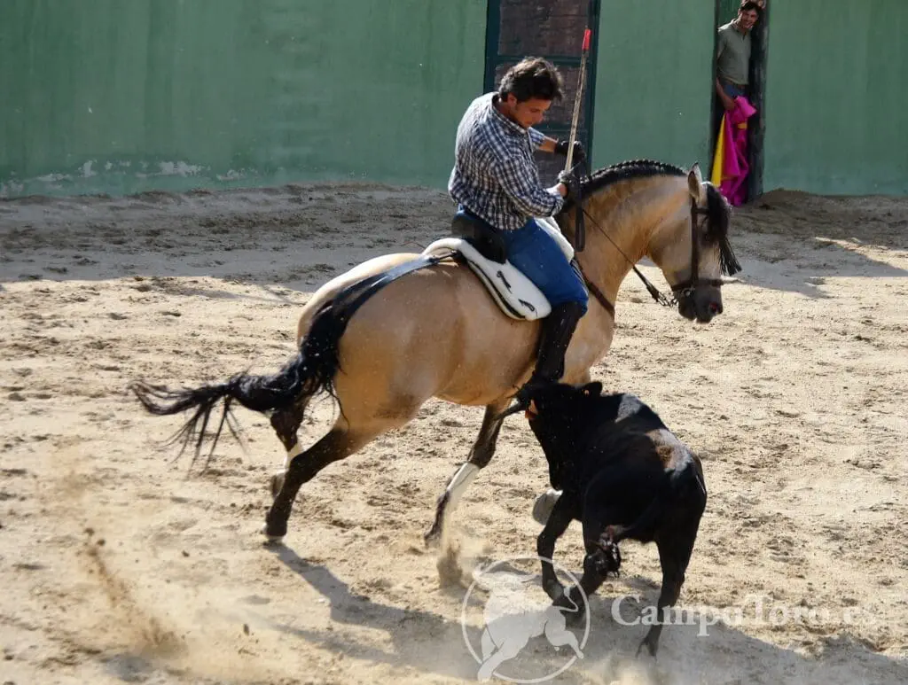 Horseback Bullfighting