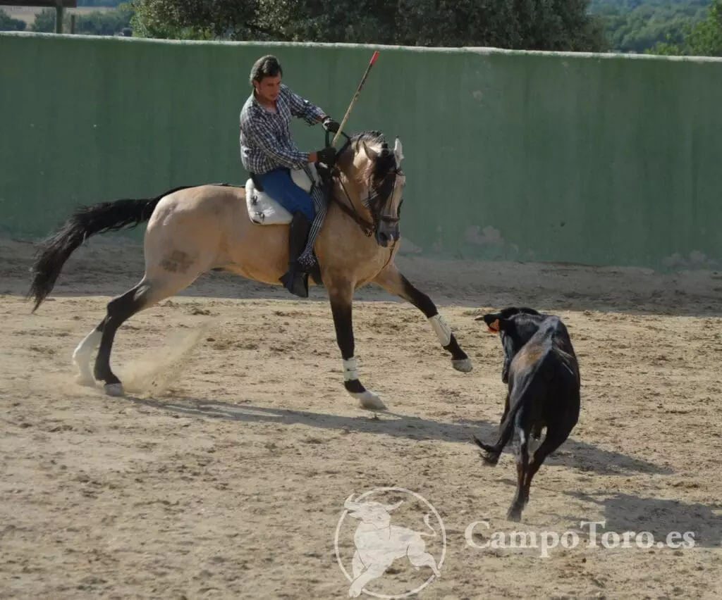 Horseback Bullfighting Madrid