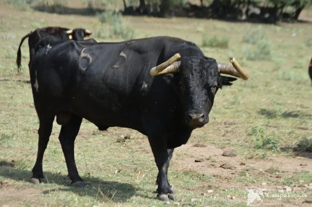 Fighting bull farm tour