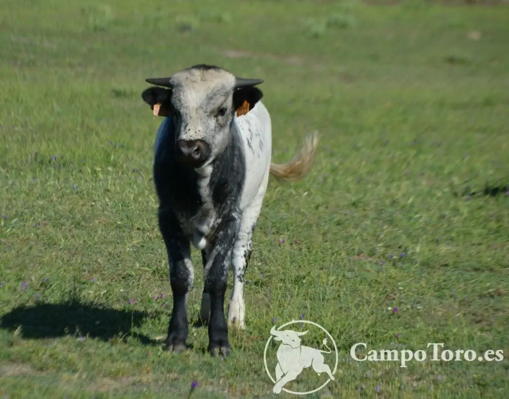 Precio visita ganaderia toros bravos Madrid