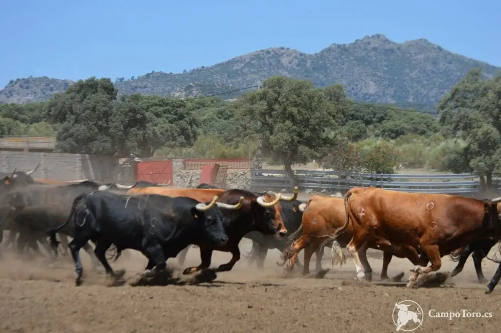 Precio visita ganaderia toros bravos Madrid