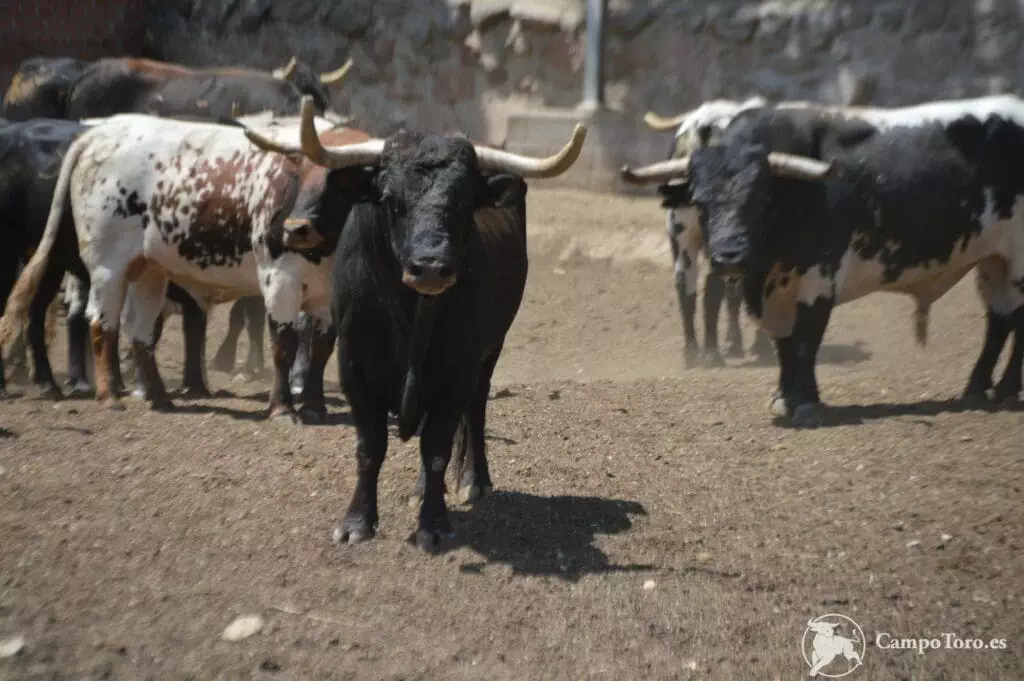 Fighting bull farm tour
