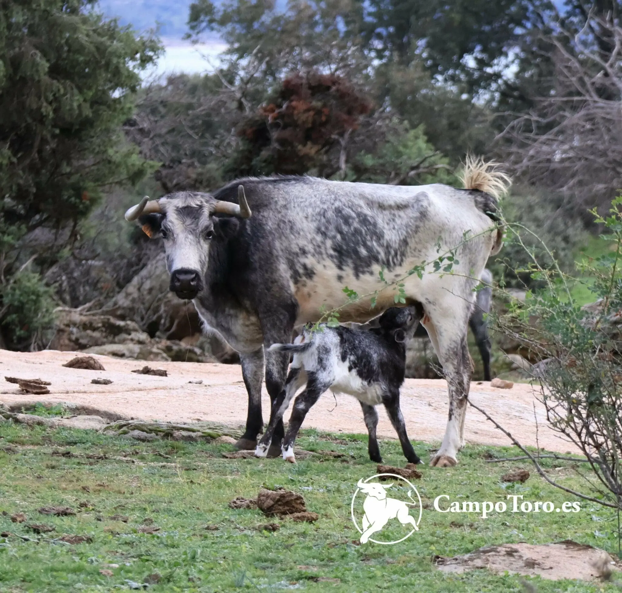 Bull educational Tour