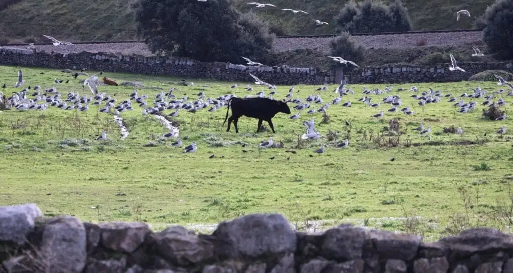Ecologism and brave bull