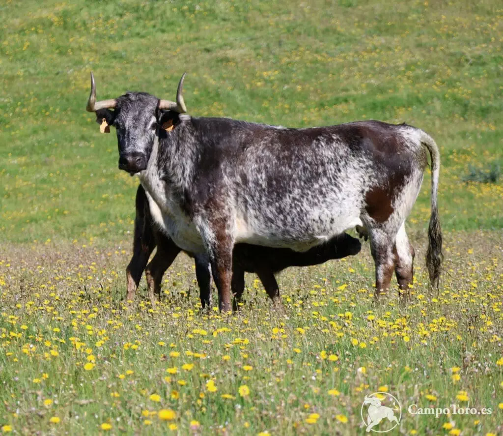 Visiter un élevage de taureaux de combat à Madrid